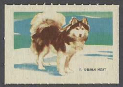 11 Siberian Husky